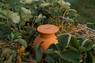 Wat doe ik tegen droogte in de moestuin?