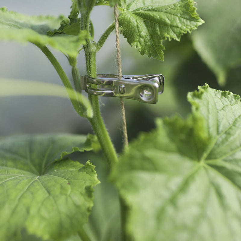 Plantenclip om een stengel aan een steun te bevestigen