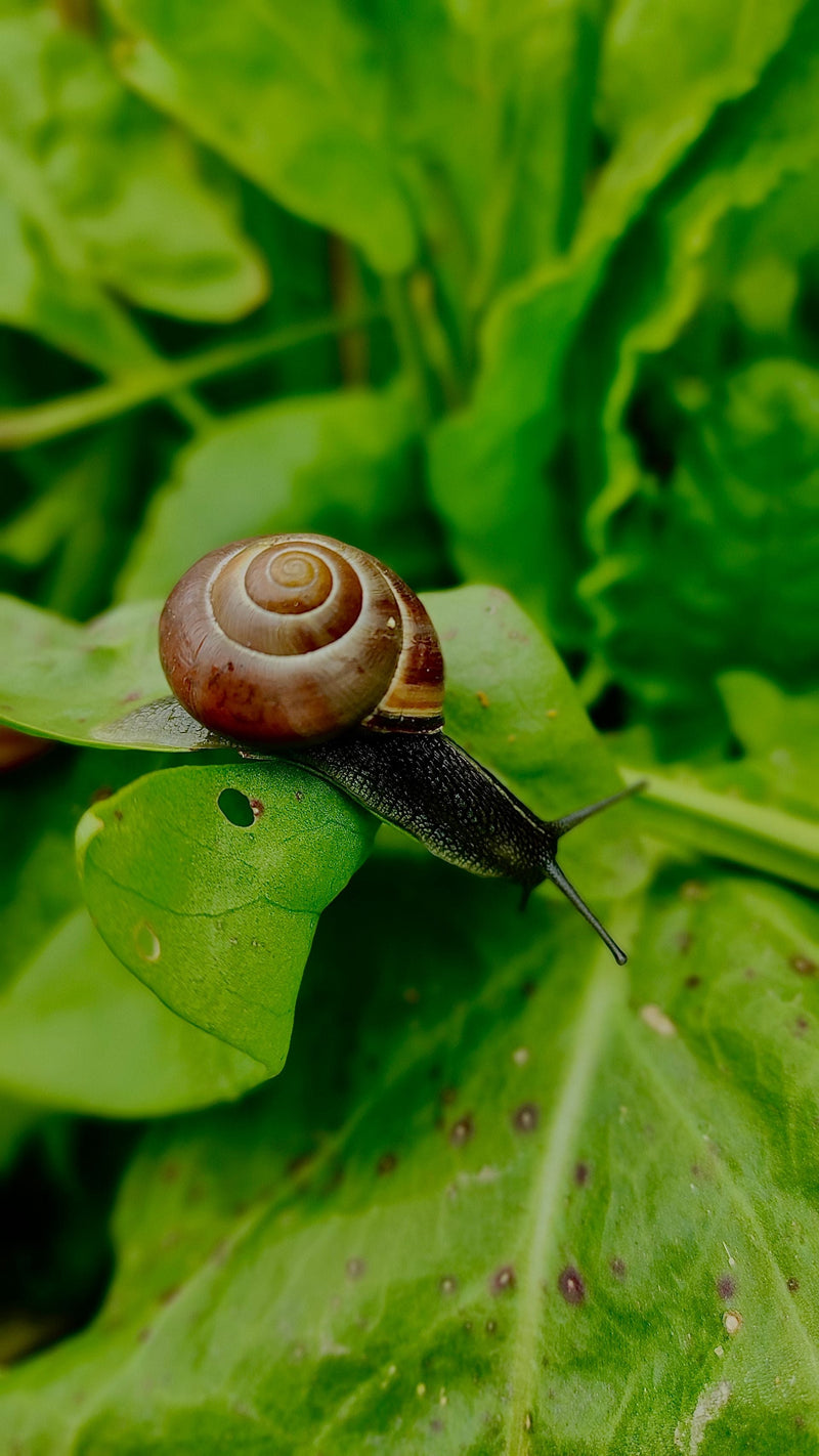 Ecologische Bestrijdingsmiddelen