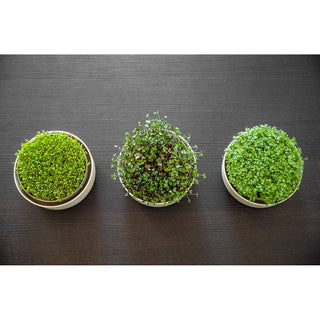 Plateau de germination Microgreens