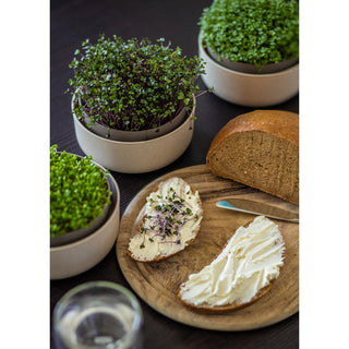 Plateau de germination Microgreens