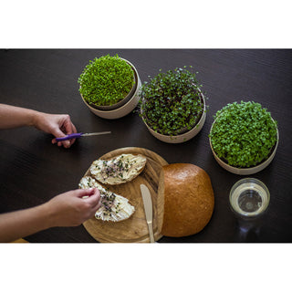 Plateau de germination Microgreens