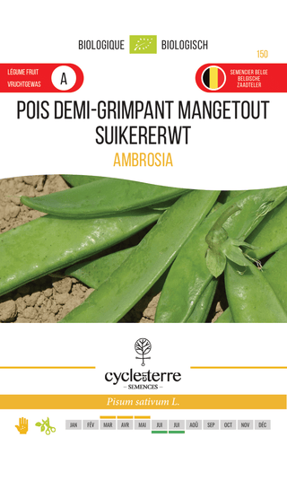 Haricot à rames demi-grimpant 'Ambrosia'