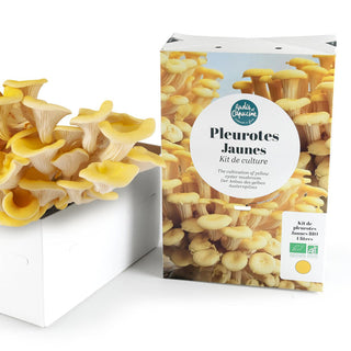 Pleurotes jaunes BIO