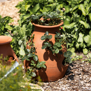 Pot à fraises en terre cuite