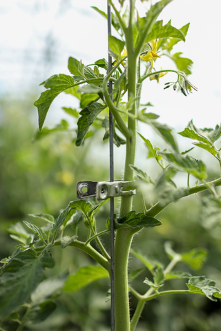 Clips pour plantes en métal (12)