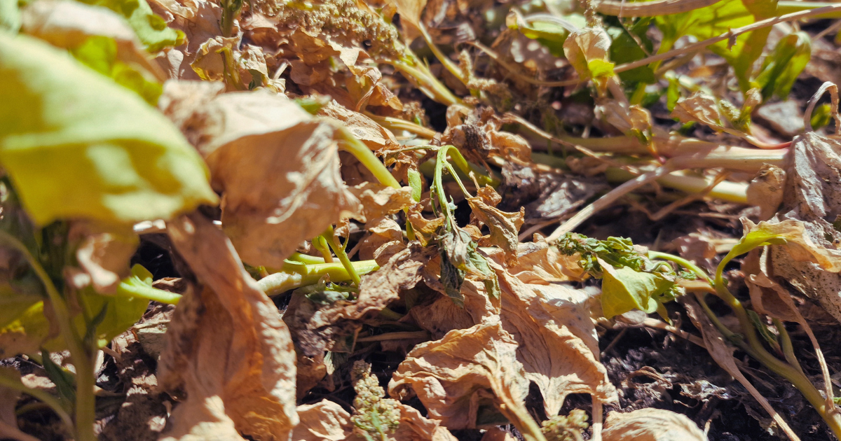 Comment protéger mon jardin du stress thermique ?