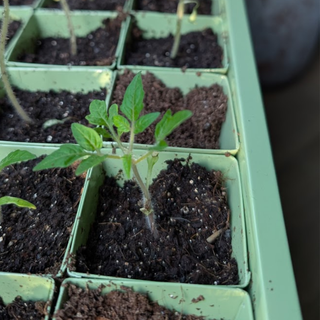 Plateau de semis en métal incl. 30 pots