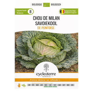 Chou milanais de Pontoise