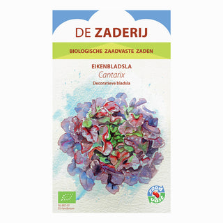 Laitue feuille de chêne 'Cantarix'