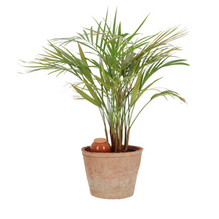 Kamerplanten Olla - Esschert Design 