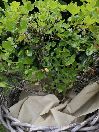 Voile de protection en fleece 1,5 x 3m (34g/m²)