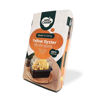 Pleurotes jaunes BIO