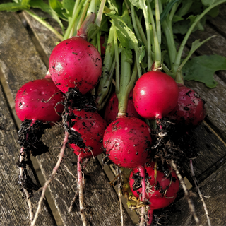 Radis rond rouge Raxe (ruban de graines)