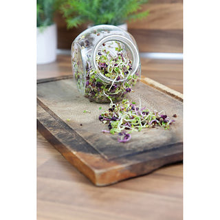 Buzzy Organic Kiemgroente Pikante Salade in Glazen Pot