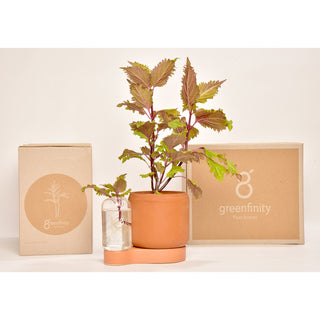 Greenfinity Terracotta Kweekstation