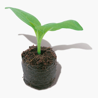 Sogo Growplugs Aardetablet 3,6cm (50)